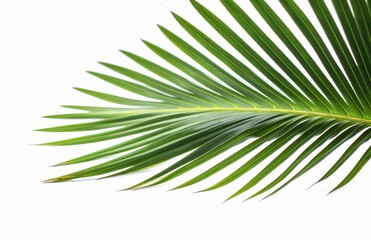 Obraz premium Palm leaf for your design. Isolated on white background