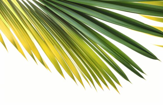 Palm leaf for your design. Isolated on white background