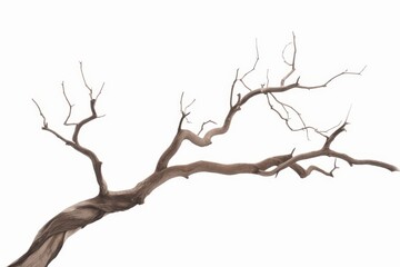 Dead tree isolated on white background, Dead branches of a tree.Dry tree branch