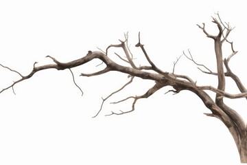 Fototapeta premium Dead tree isolated on white background, Dead branches of a tree.Dry tree branch