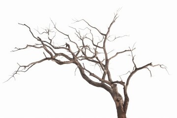 Obraz premium Dead tree isolated on white background, Dead branches of a tree.Dry tree branch