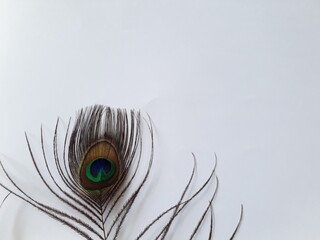 A Peacock feather isolated on white background