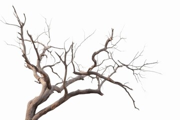 Fototapeta na wymiar Dead tree isolated on white background, Dead branches of a tree.Dry tree branch