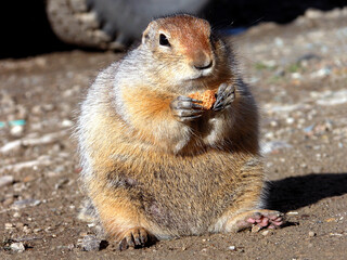 polar gopher holds a piece of bread