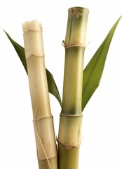 Fototapeta premium Sugar cane isolated on white background