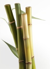 Obraz premium Sugar cane isolated on white background