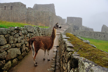 lama on streets of machu picchu © head100v