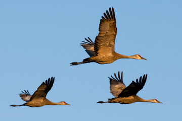 three canadian cranes flies by threeangle