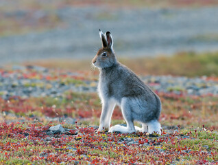rabbit seats on the his tail