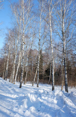 Trees in winter outdoors, in sunny weather and blue sky.