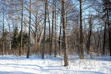Trees in winter outdoors, in sunny weather and blue sky.