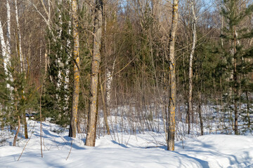 Trees in winter outdoors, in sunny weather and blue sky.