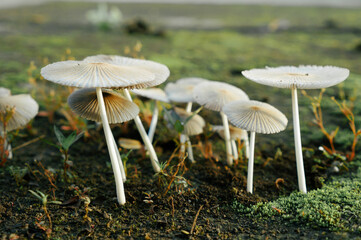 Pleated inkcap mushroom or Parasola plicatilis growing in soil ground usually found in Europe and North America
