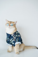 summer and new year travel concept with gold british cat wear beach shirt and sunglasses with white isolate background