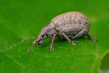 Detailed closeup on a grey colored European weevil beetle, Liophloeus tessulatus
