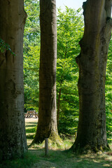 Three large trunks of beech trees in The Netherlands