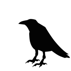 Raven Bird Silhouette 