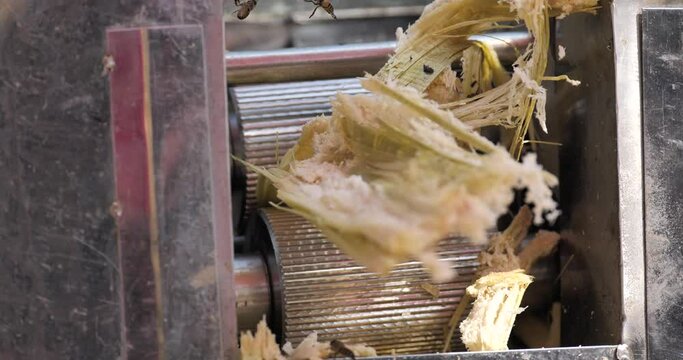 Traditional sugarcane juice squeezer,Sugarcane and squeezer machine outdoor