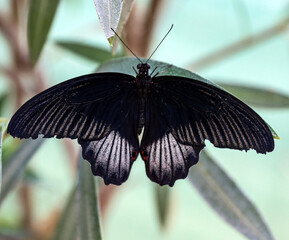 butterfly © Mira