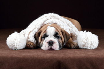 Cute little continental bulldog puppy. Funny puppy in a scarf