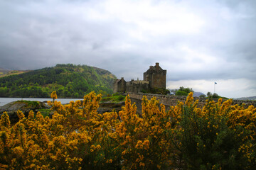 Broom landscape with the Eilean Donan Castle in the background-Highlands, Scotland 