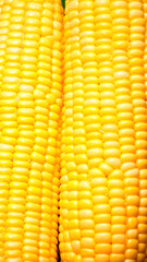 close up and detail fresh and delicious raw organic corn 