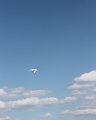 seagull in flight