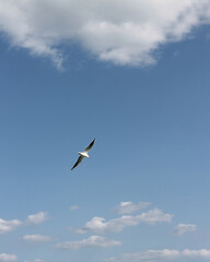 seagull in flight