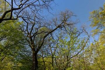 deciduous trees in a mixed forest in the spring season
