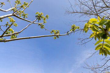 a flowering walnut tree in the spring season, a spring park