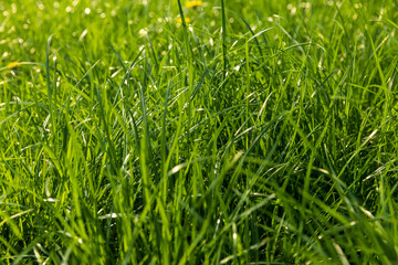 growing in a field of green grass in sunny spring weather