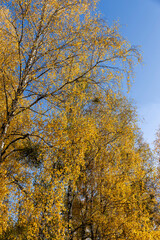 yellowed foliage on birch trees in the autumn season