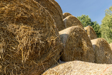 wheat straw collected in stacks after grain harvest