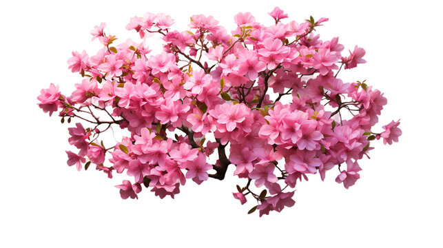 pink cherry blossom isolated on white transparent png