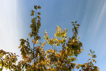 oak tree during the autumn season before leaf fall