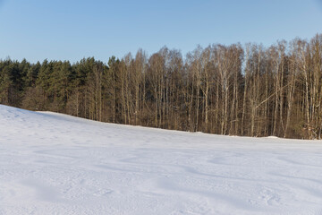 snow in winter in a young pine forest on a hill