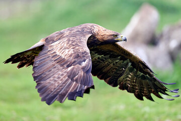 Golden eagle (Aquila chrysaetos)