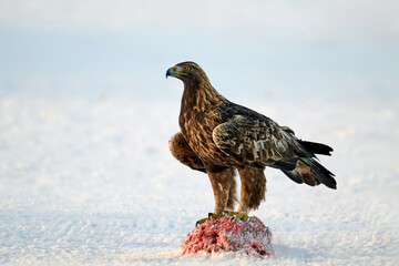 Golden eagle (Aquila chrysaetos)
