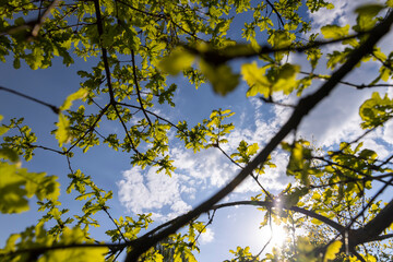 Fototapeta premium young spring oak foliage and oak flowers during flowering