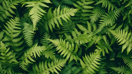 Fototapeta na wymiar Lush ferns create a dense pattern of vibrant green fronds in a close-up botanical display.