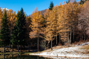 pine and fir forests, pine cones and conifer needles, mountains in Italy - 732337939