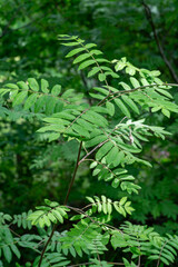 Sorbus growing on Veluwe near Loenen in The Netherlands