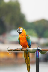 Catalina Macaw (macaw hybrid) free flying parrot  