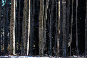 Fototapety na wymiar - Fototapeta24.pl