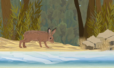 A brown hare stands on the sandy shore of a forest lake. Animals of Europe. Realistic vector landscape