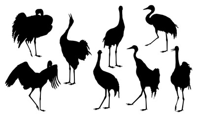 Set of silhouettes of gray cranes Grus communis in different poses. Realistic vector bird
