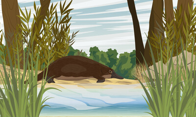 The platypus walks along the sandy bank of a river in thickets of plants. Endemic species of Australia and Tasmania. Realistic vector landscape