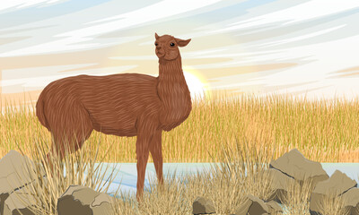 A llama stands on the bank of a stream in dry grass. Domesticated animals of South America. Realistic vector landscape