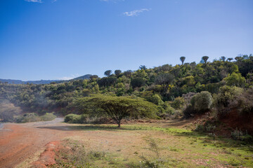 landscape with trees and sky