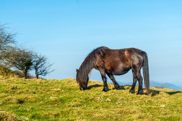 Horse on the top of Mount Ernio or Hernio in Gipuzkoa, Basque Country